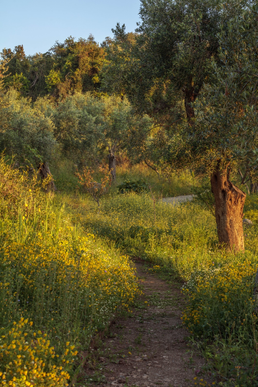 Wildflower path