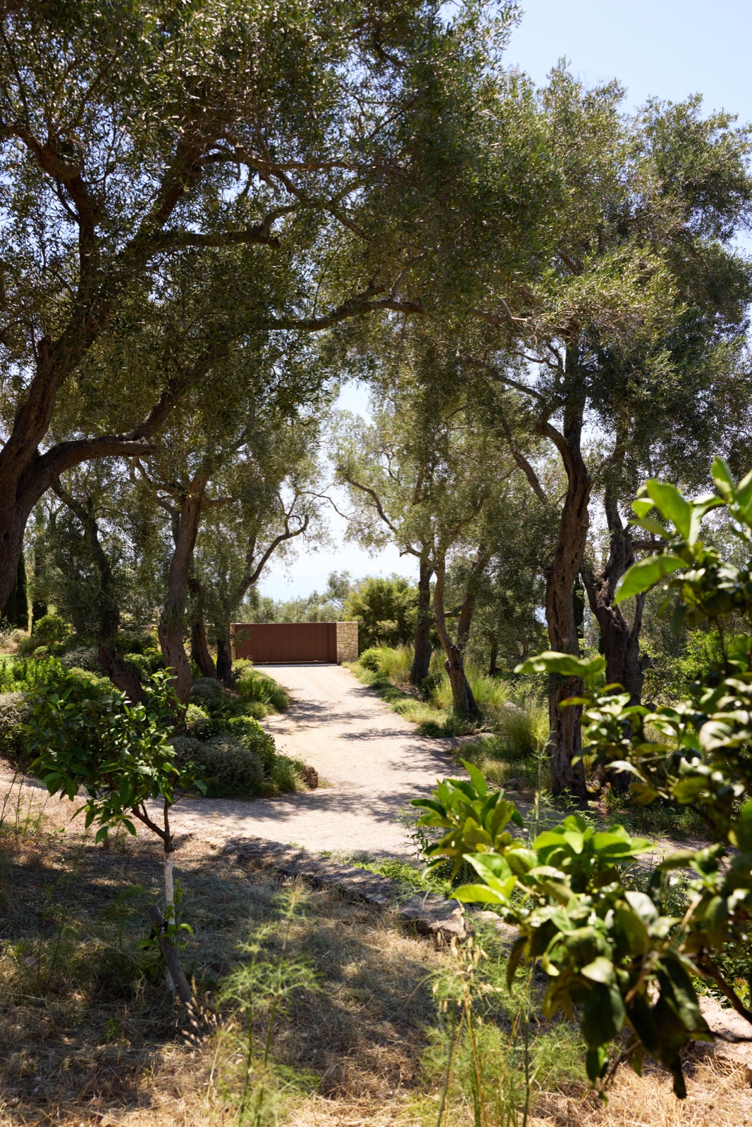 Gravel path through olive grove